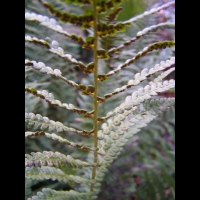 Fougere - Dryopteris Ardechensis (fam Dryopteridacees) (Est du Massif Central) (3)